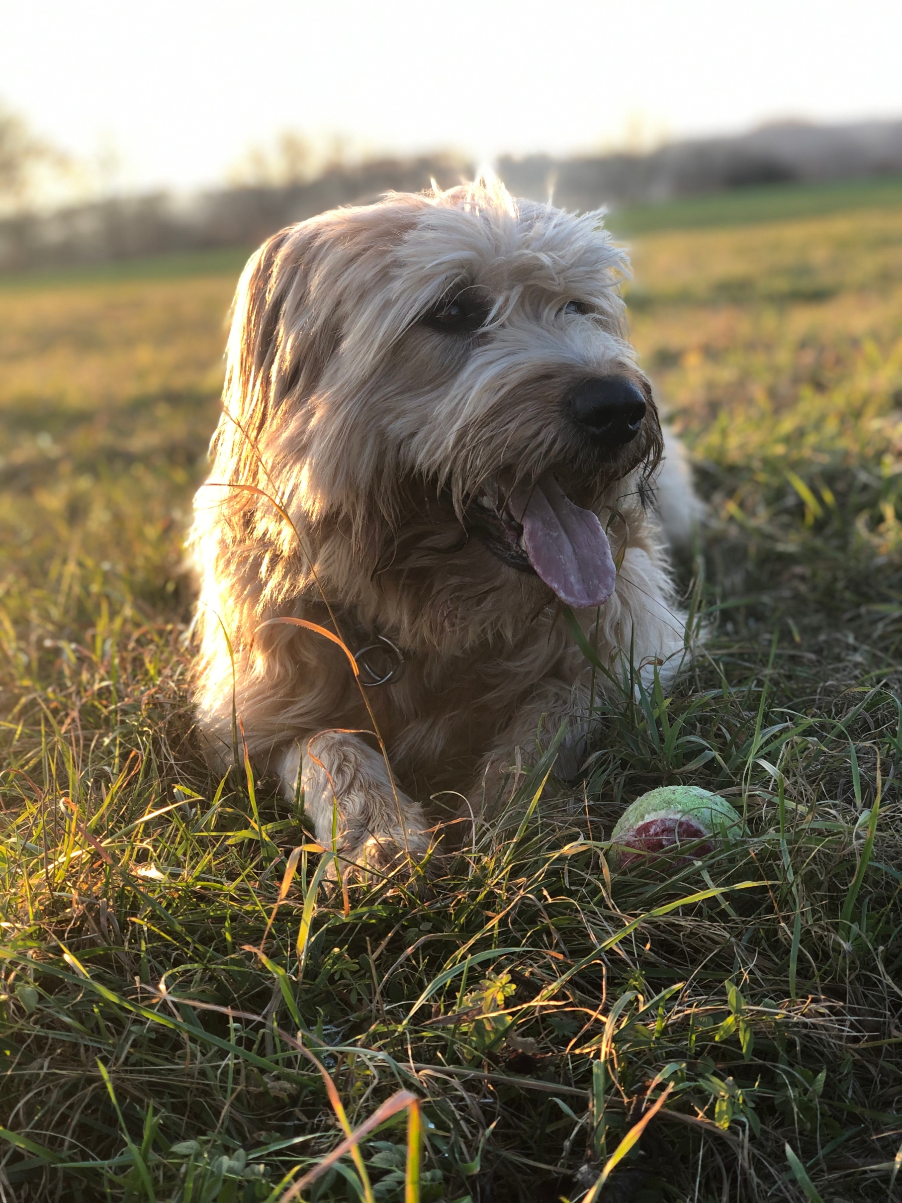 Wäller von der Straubenhalde